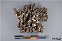 藏品(珊瑚化石)的圖片